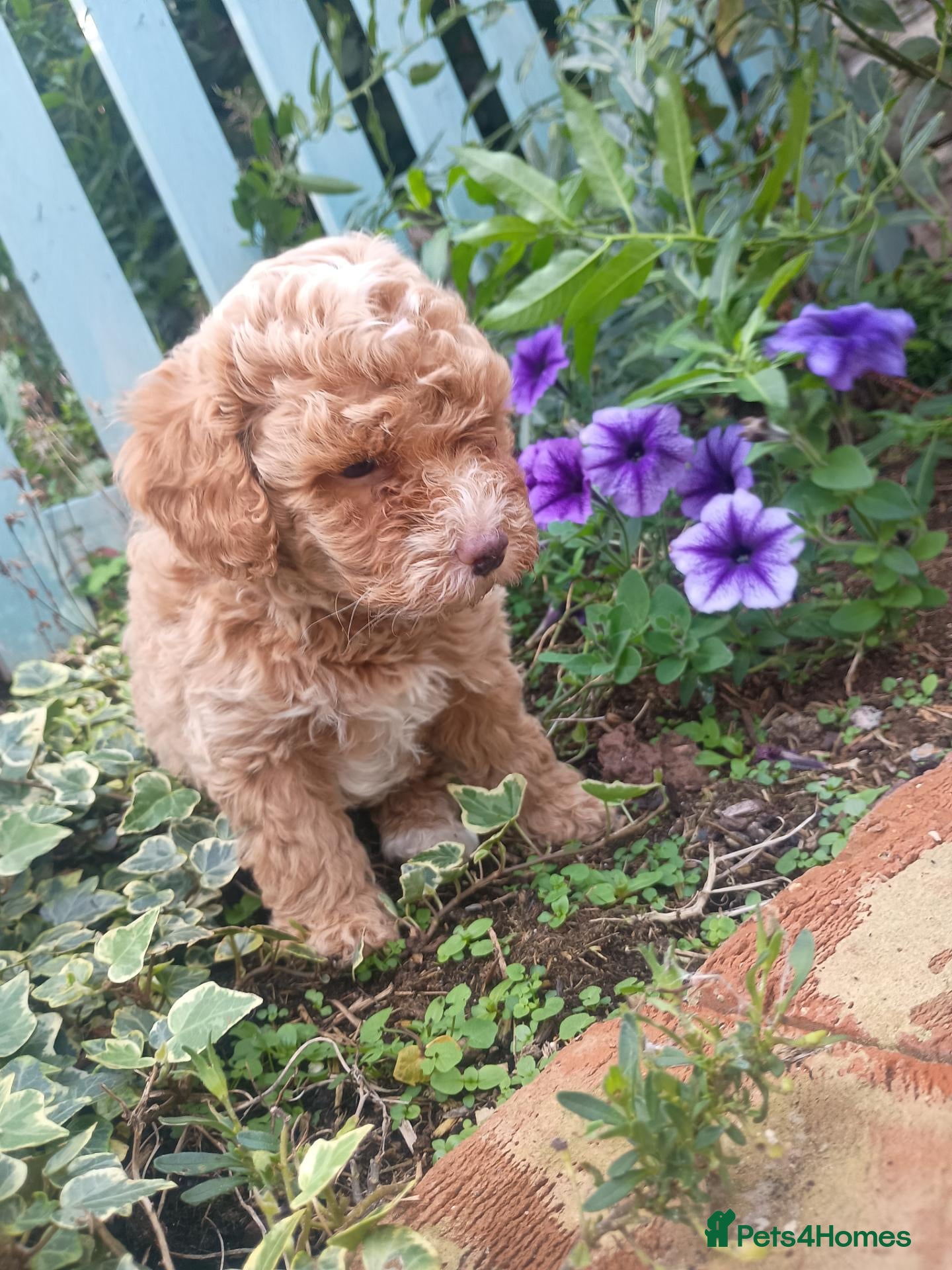Cavapoo dogs Last apricot girl available F1BB Cavapoo puppies  - Advert 1