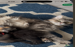 Maine Coon cats for sale: Female main coon  - Image 11