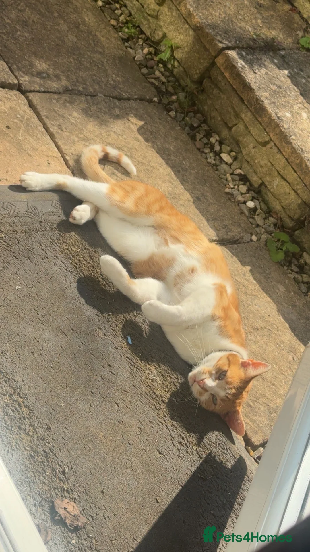 Mixed Breed cats for sale: Looking for a loving home for Jasper - Advert 2