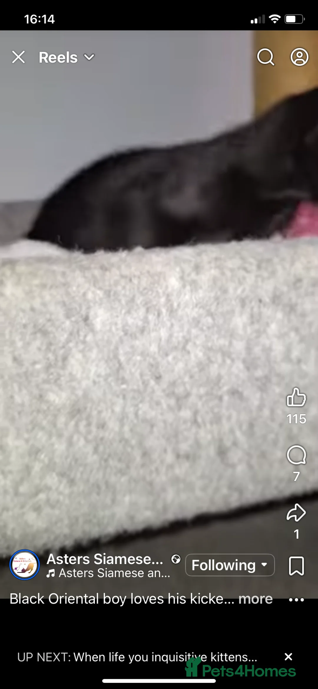 Oriental cats for sale: Stunning 9m Black GCCF Reg Oriental Boy - Advert 4