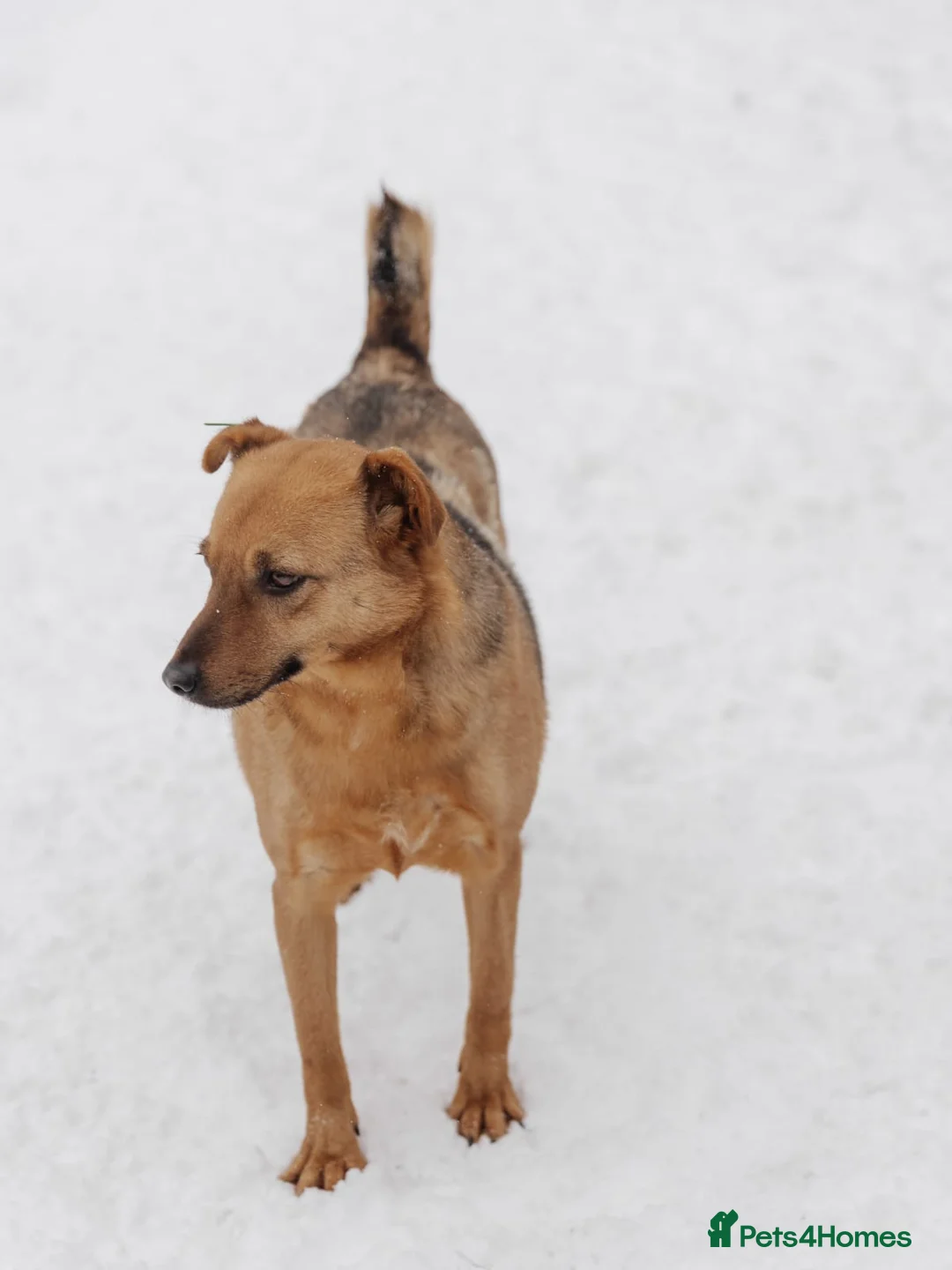 Mixed Breed dogs for adoption: ❤️Varya❤️3 yo girl full of energy, joy,&curiosity. - Advert 8