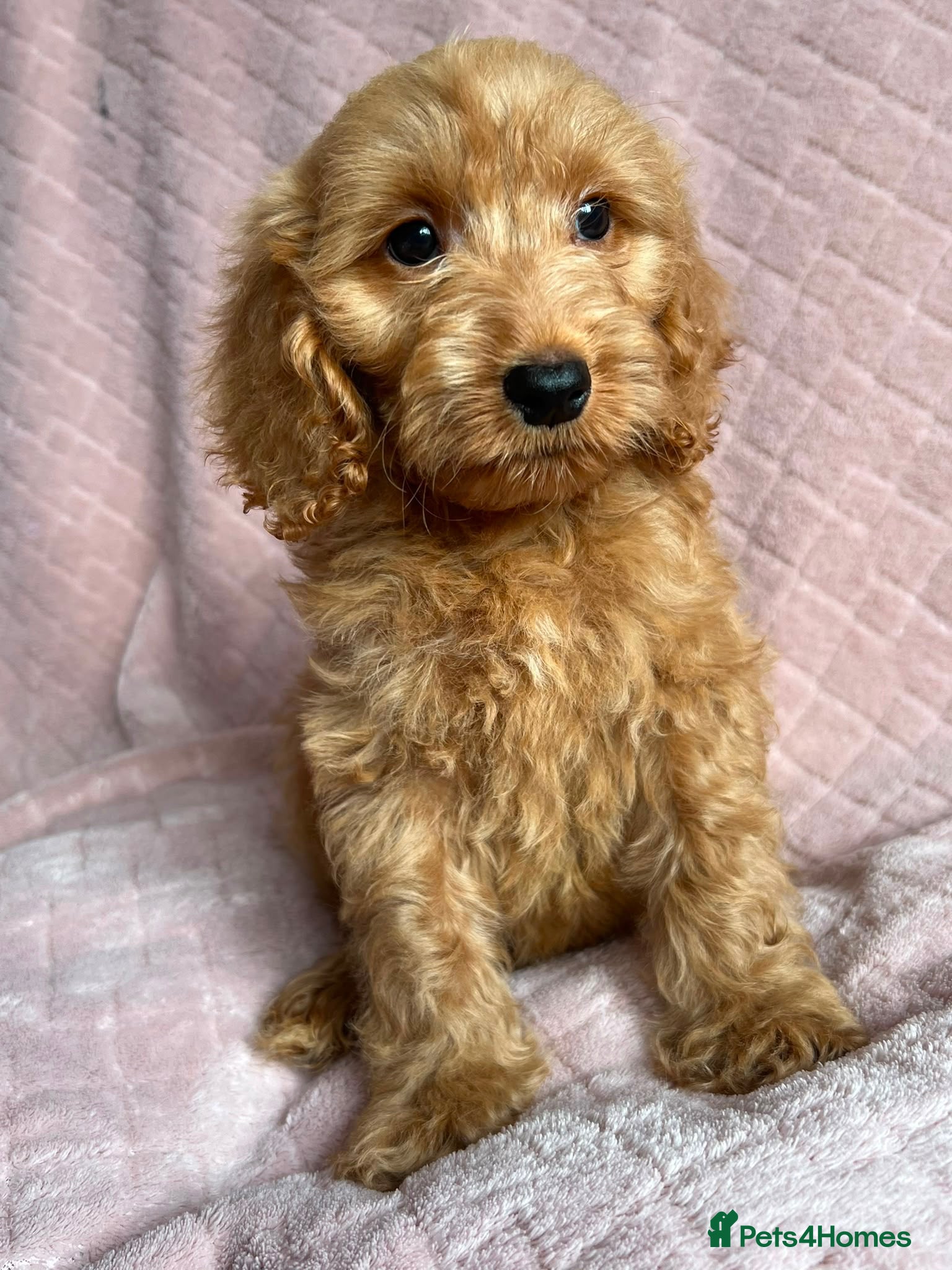 Cockapoo dogs  Cockapoo puppies  - Advert 6