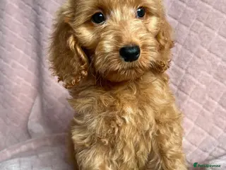 Cockapoo dogs Cockapoo puppies - Advert 6