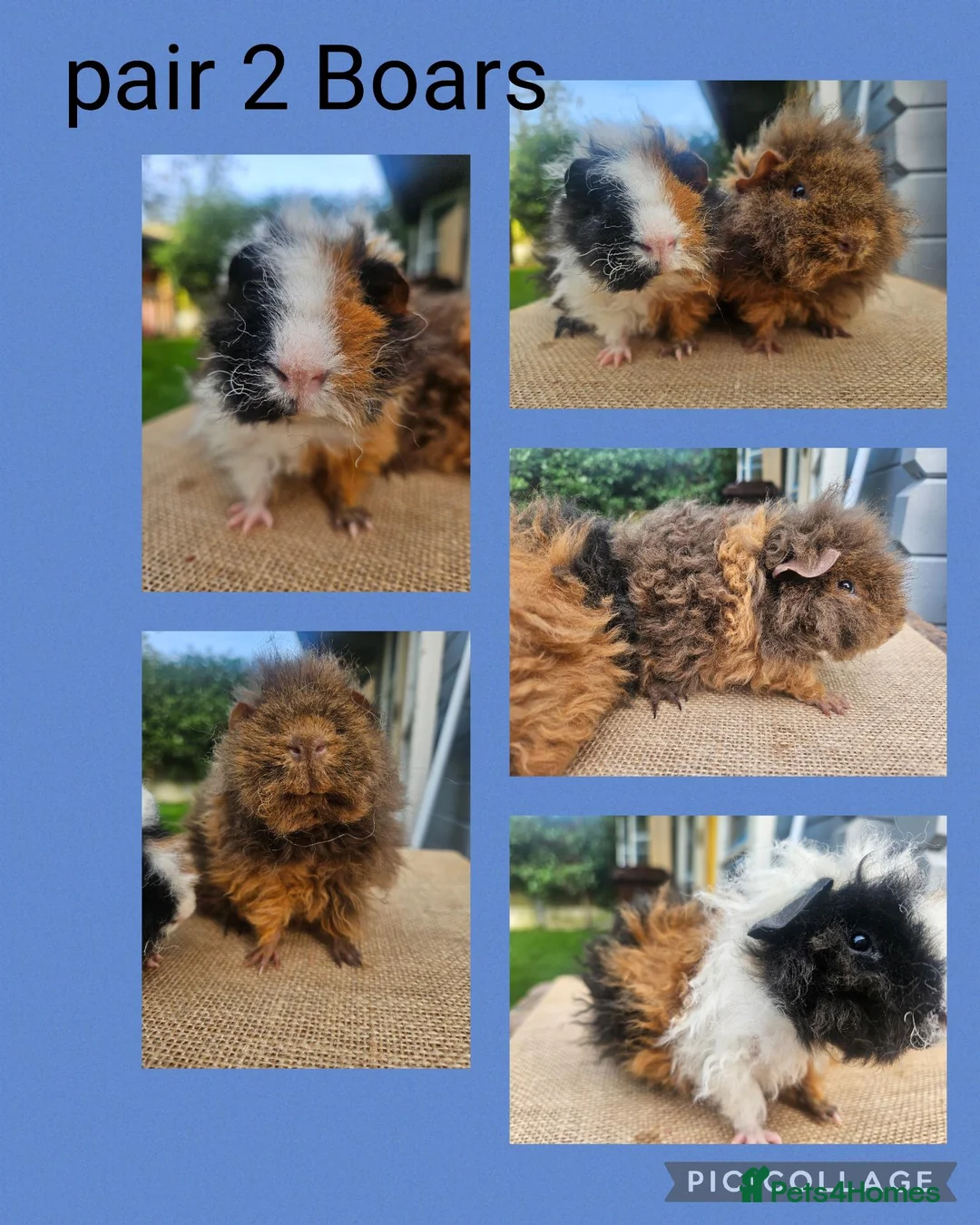 Guinea Pig rodents for sale: Pairs of Male Guinea Pigs ready to leave now  - Advert 3