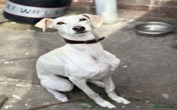 Mixed Breed dogs for sale: Sulki/ greyhound  - Image 1