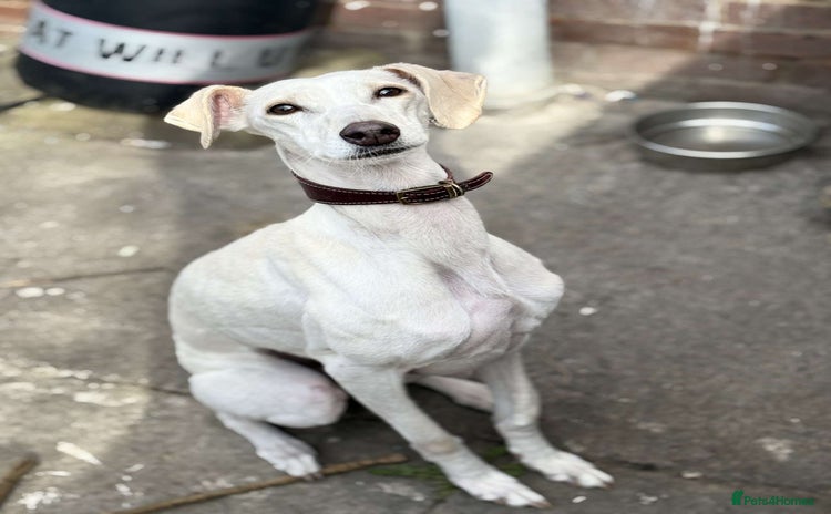 Mixed Breed dogs - Advert 4