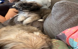 Mixed Breed dogs for sale: Peke’a’tease  - Image 37