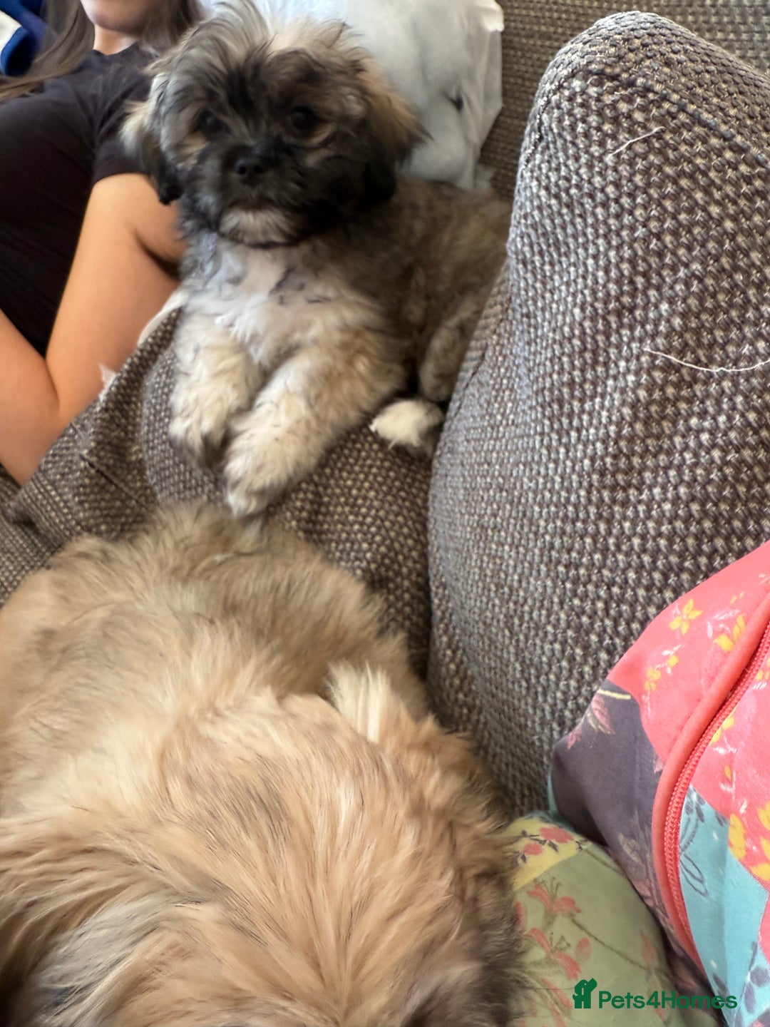 Mixed Breed dogs for sale: Peke’a’tease  - Image 37