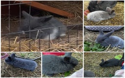 Mixed Breed rabbits for sale: Adorable Mini lop mix loin head babies  - Image 1