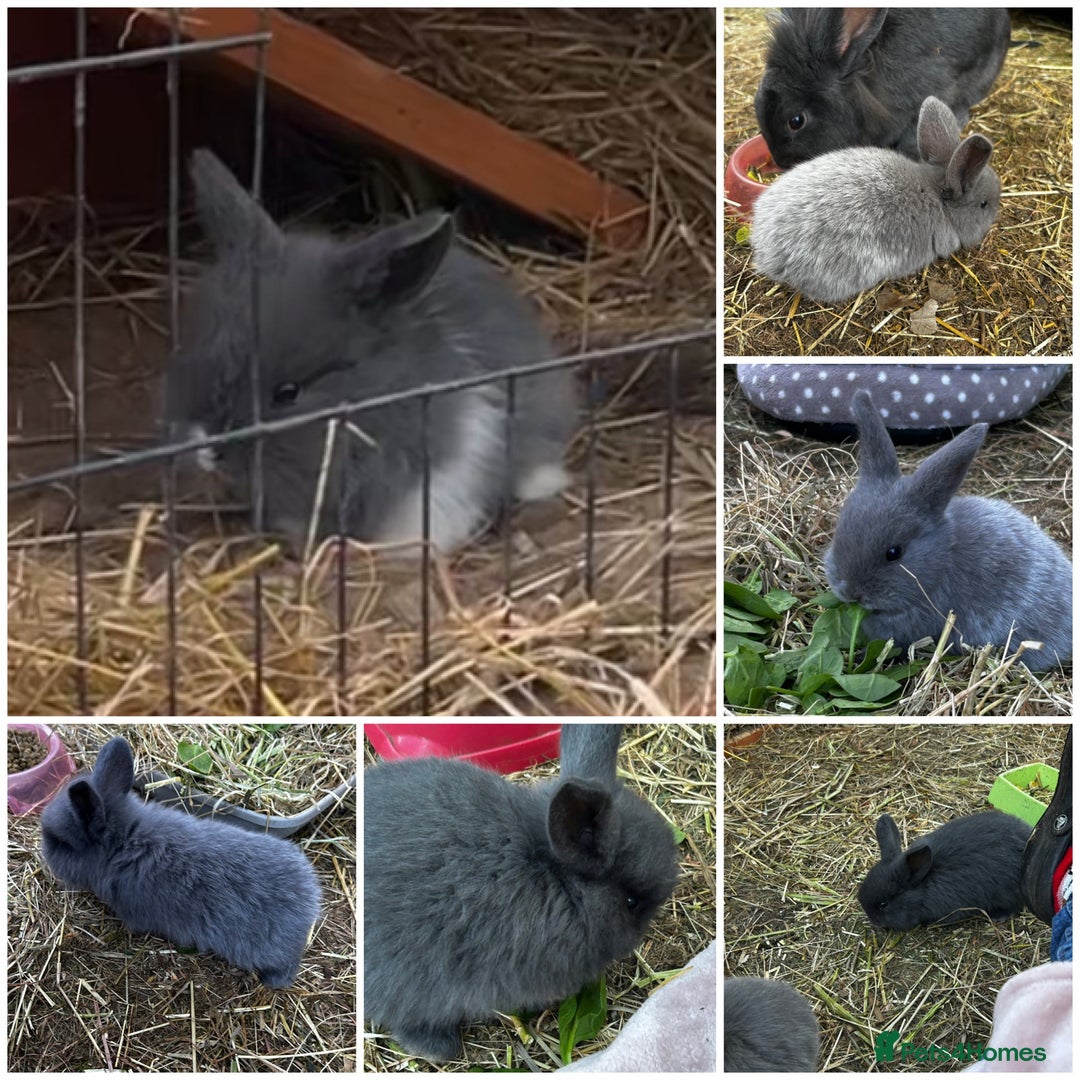 Mixed Breed rabbits for sale: Adorable Mini lop mix loin head babies  - Image 1