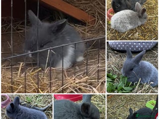Mixed Breed rabbits Adorable Mini lop mix loin head babies - Advert 4
