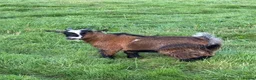 Goats livestock for sale: 2 x Pygmy Wether kids pure breed - Advert 3