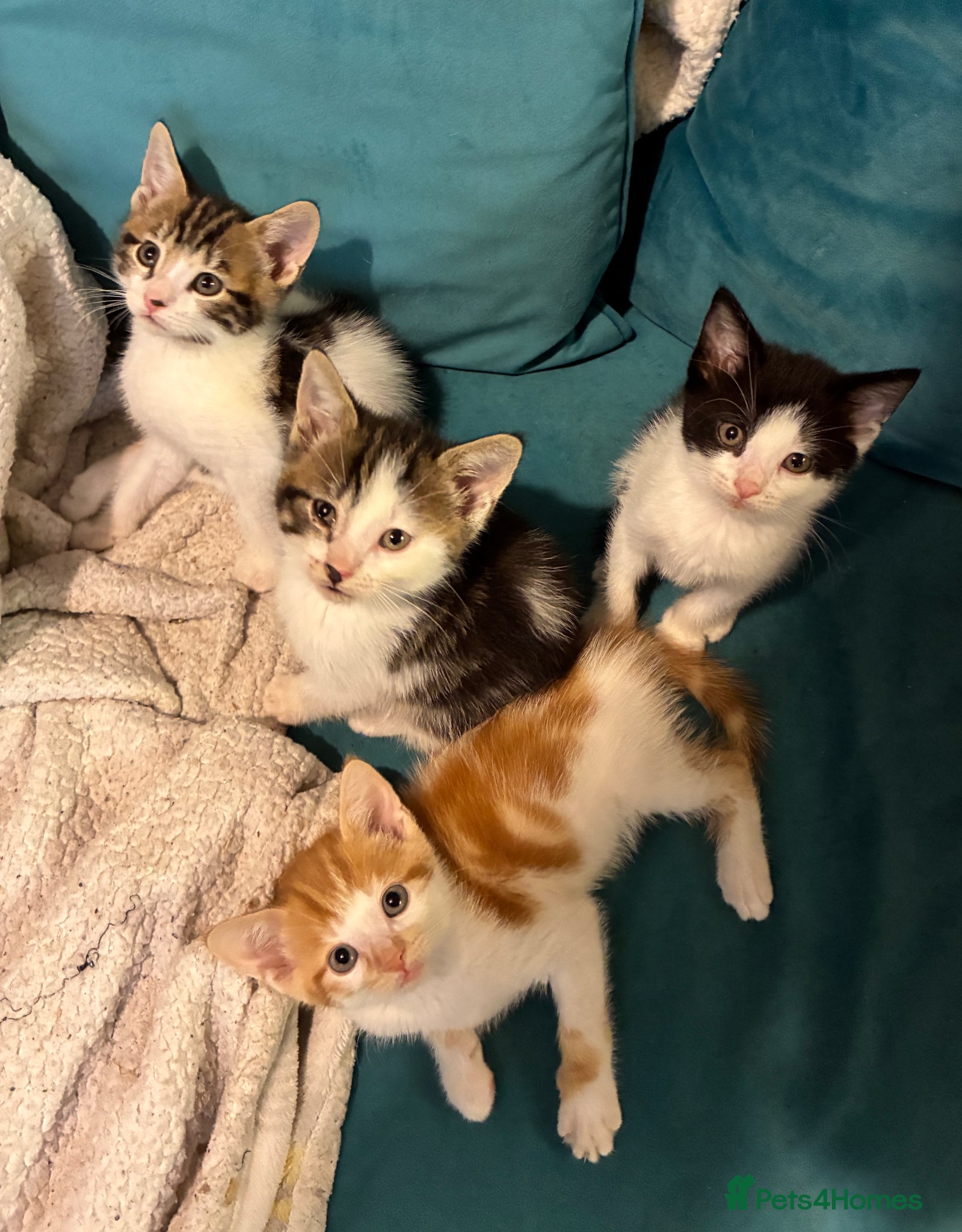 Domestic Shorthair cats 4 Beautiful kittens ready 6/4/26 (3 male/1 female) - Advert 1