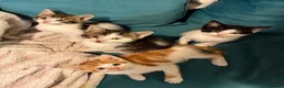 Domestic Shorthair cats for sale: 4 Beautiful kittens ready 6/4/26 (3 male/1 female) - Advert 1