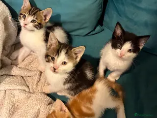 Domestic Shorthair cats 4 Beautiful kittens ready 6/4/26 (3 male/1 female) - Advert 1