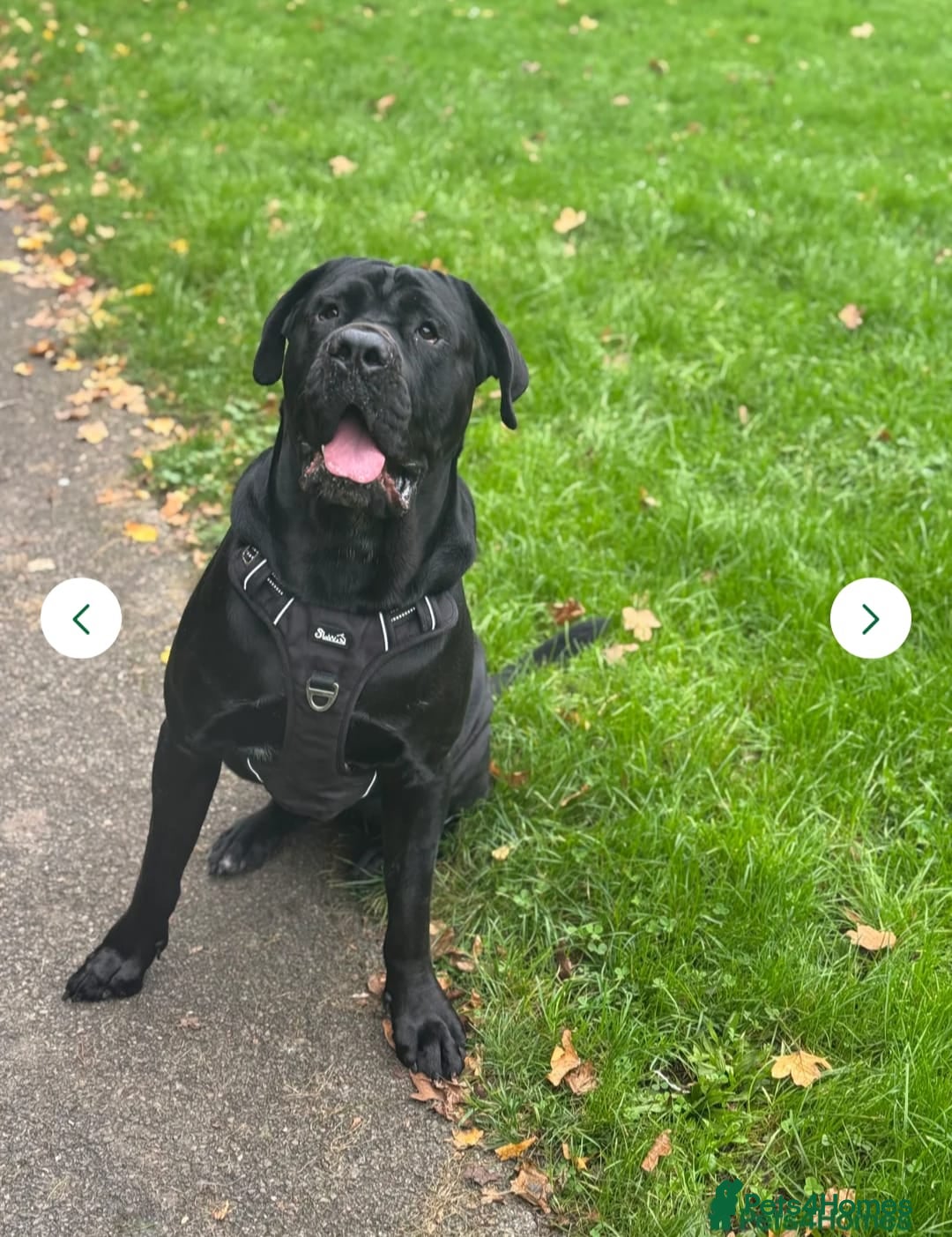 Cane Corso dogs for sale: Cane corso Bognor Regis  - Image 3