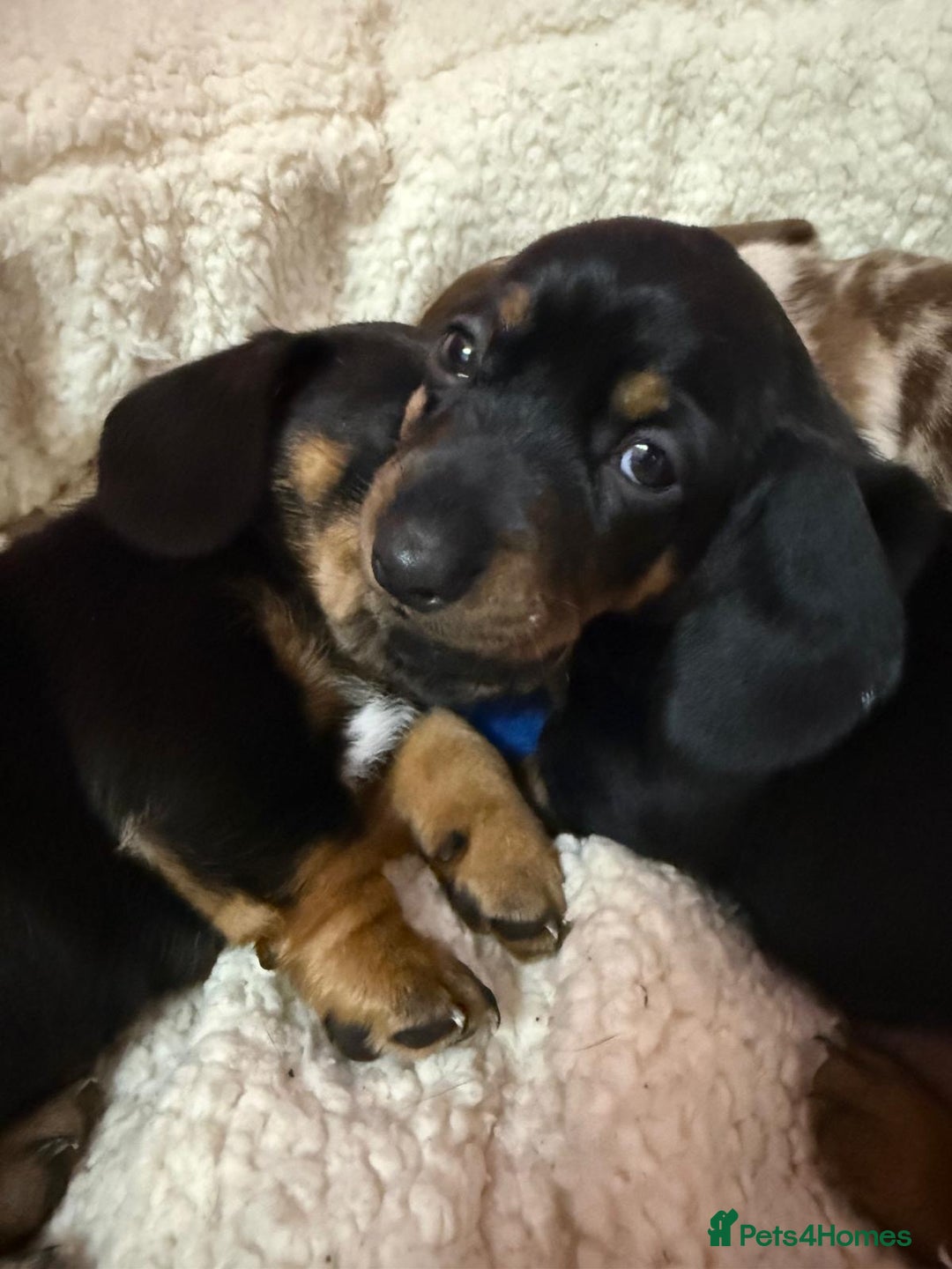 Miniature Dachshund dogs for sale: Puppy  - Advert 3