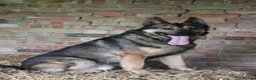 German Shepherd dogs for sale: Trained family gsd male - Advert 6