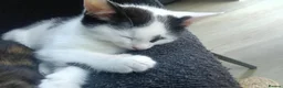 Mixed Breed cats for sale: 5 Beautiful Kittens for sale  - Advert 4
