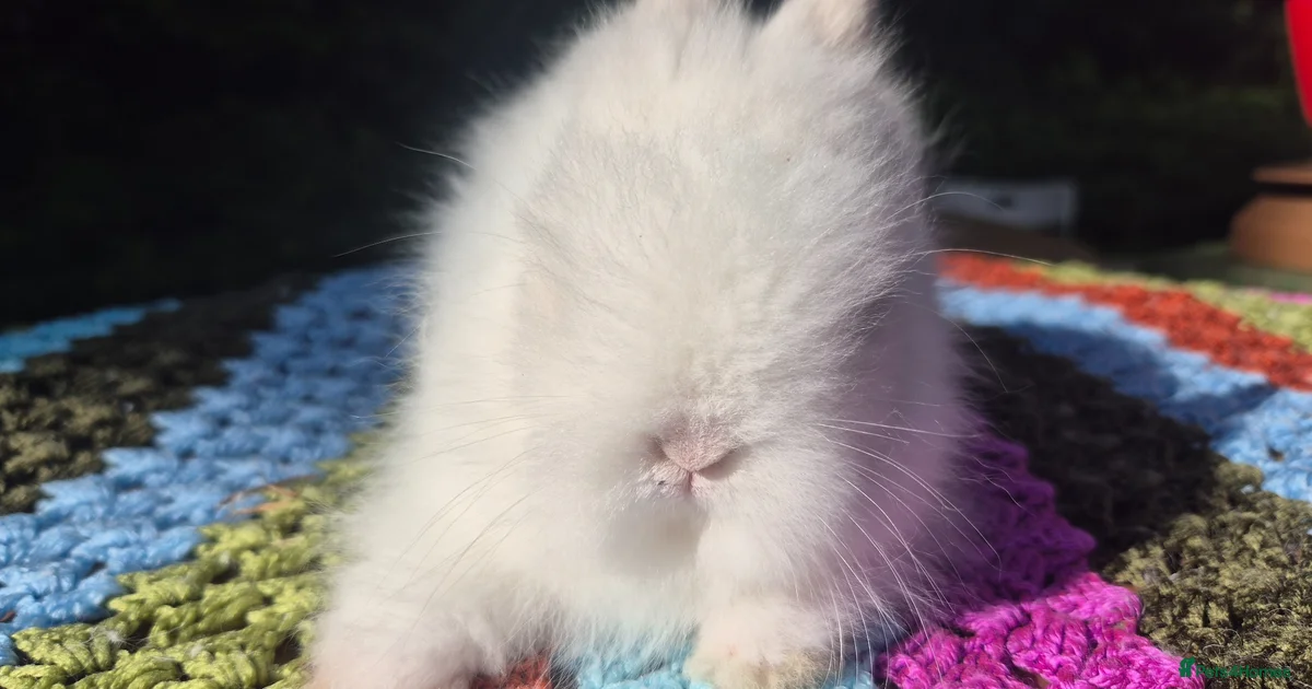 Angora Rabbits for sale | Pets4Homes