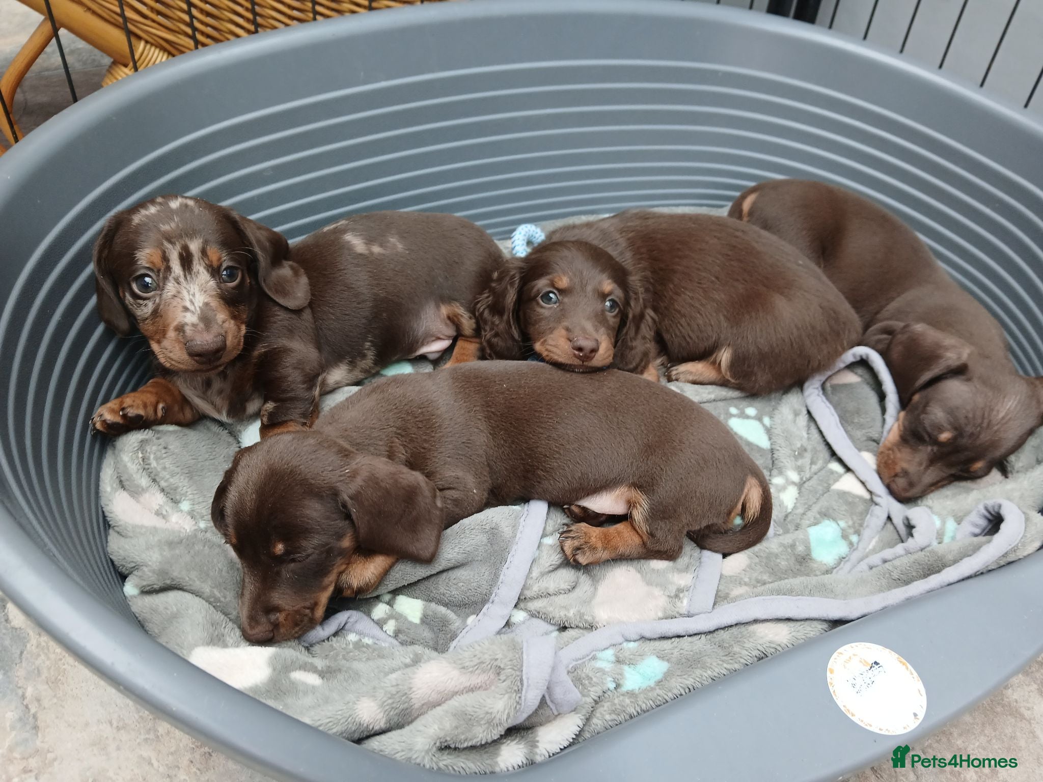 Miniature Dachshund dogs Miniature dachshund puppies  - Advert 2