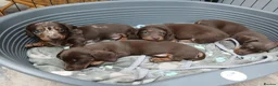 Miniature Dachshund dogs for sale: Miniature dachshund puppies  - Advert 2
