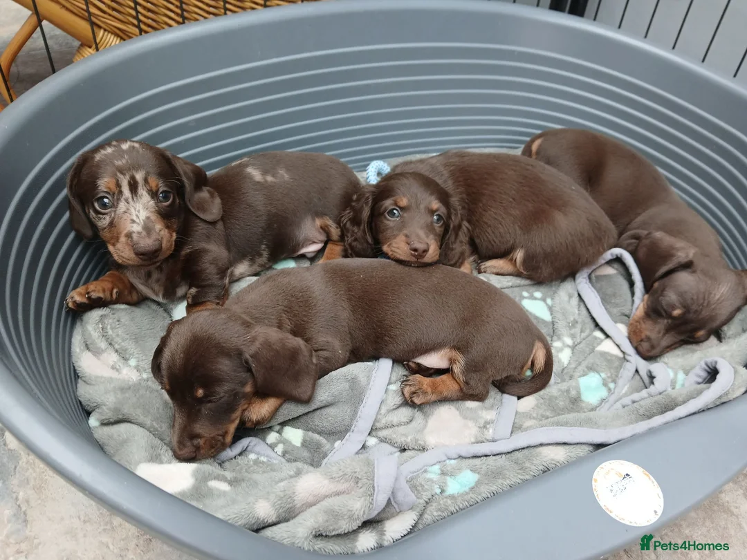 Miniature Dachshund dogs for sale: Miniature dachshund puppies  - Advert 2