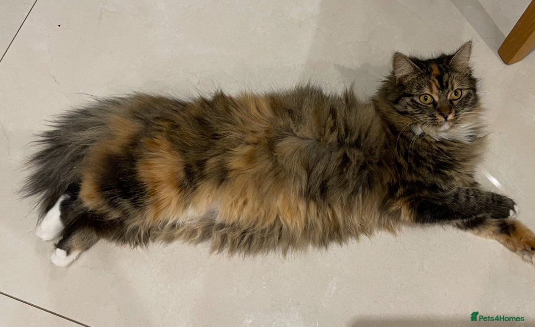 Mixed Breed cats for sale: 4Adorable Longhair Kittens-ready late Sep - Image 21