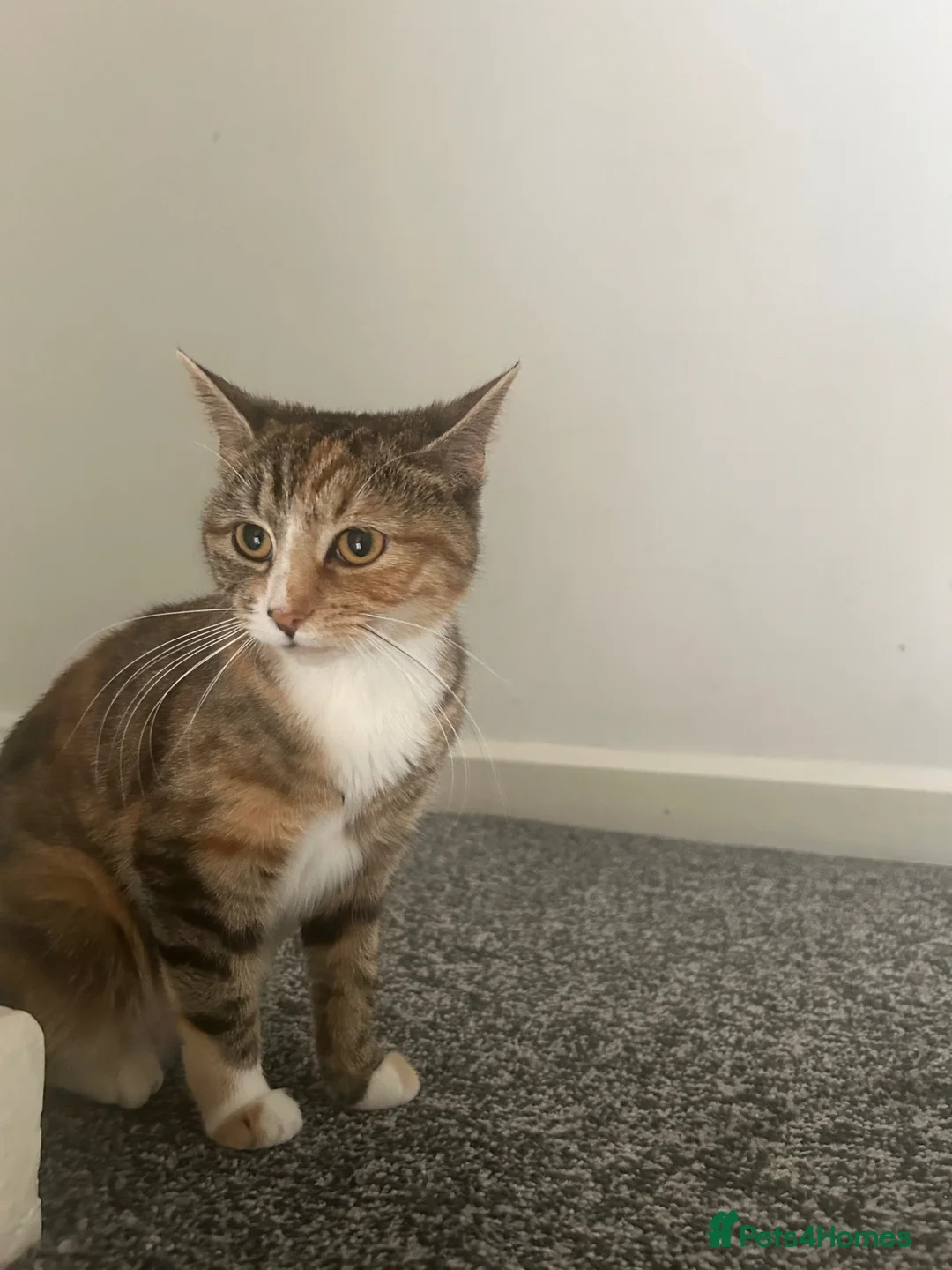 Domestic Shorthair cats for sale: Female kittens  - Advert 2