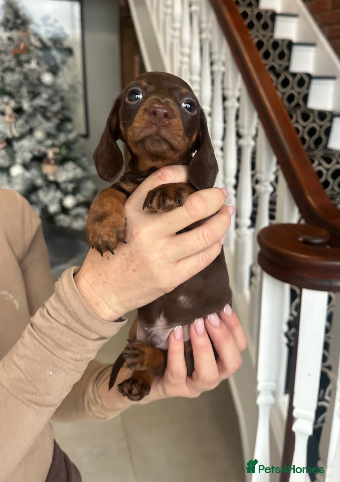 Miniature Dachshund dogs for sale: ⭐️LAST ONE⭐️KC REG Miniature Dachshund puppies  - Advert 10