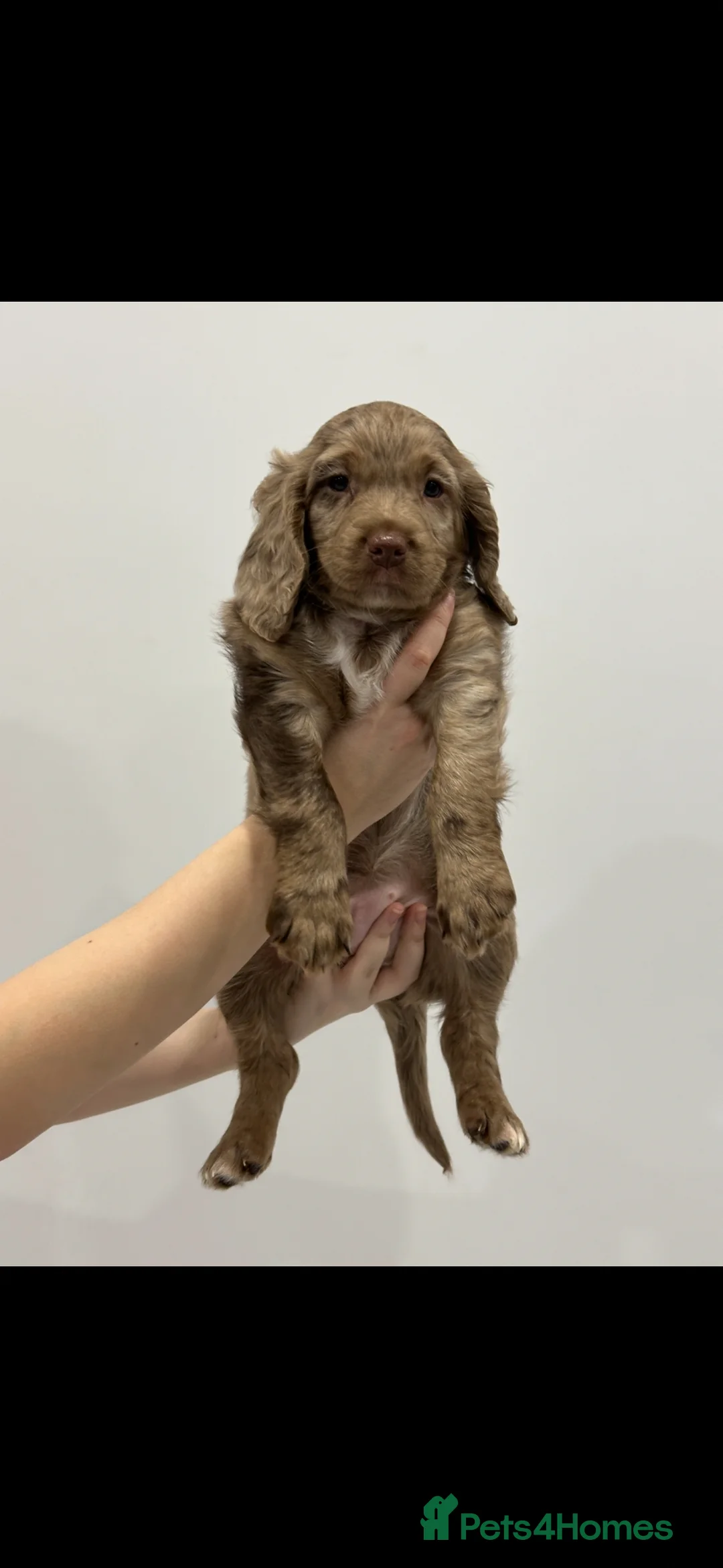 Sprocker dogs for sale: Stunning Sprocker Puppies – Rare Coats - Advert 1