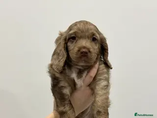 Sprocker dogs Stunning Sprocker Puppies – Rare Coats - Advert 17