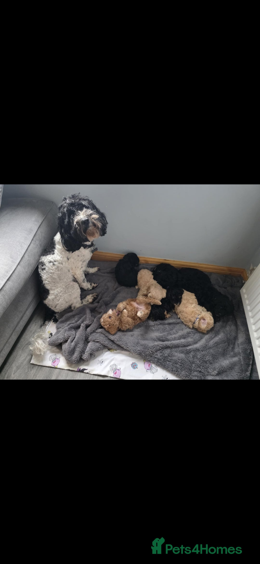 Cockapoo dogs for sale: Beautiful f1b cockapoo puppies  - Image 4
