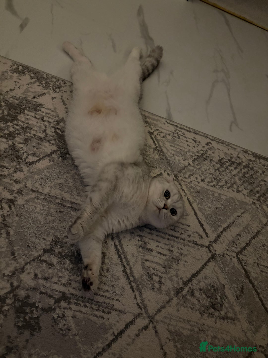 Scottish Fold cats for sale: Scottish Fold kitten - Advert 4