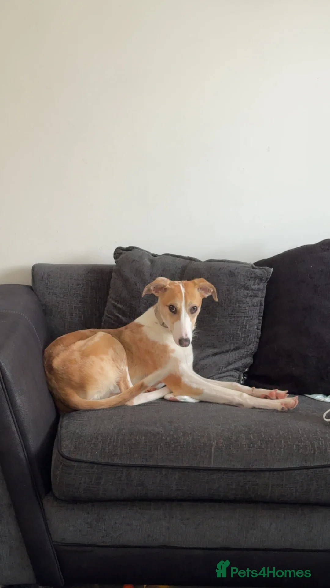 Lurcher dogs for sale: Lurcher - Advert 1