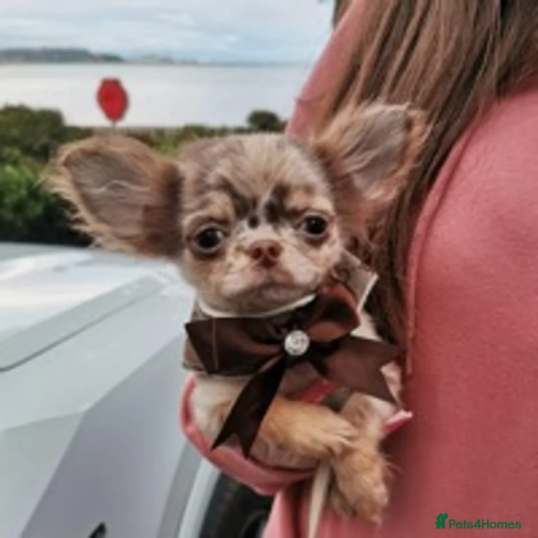 Chihuahua dogs for stud: Extra tiny chocolate and tan stud dog DNA tested in Rotherham - Advert 11