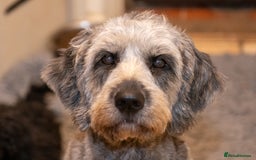 Goldendoodle dogs for sale: 2 year old Standard F1 Goldendoodle  - Image 8
