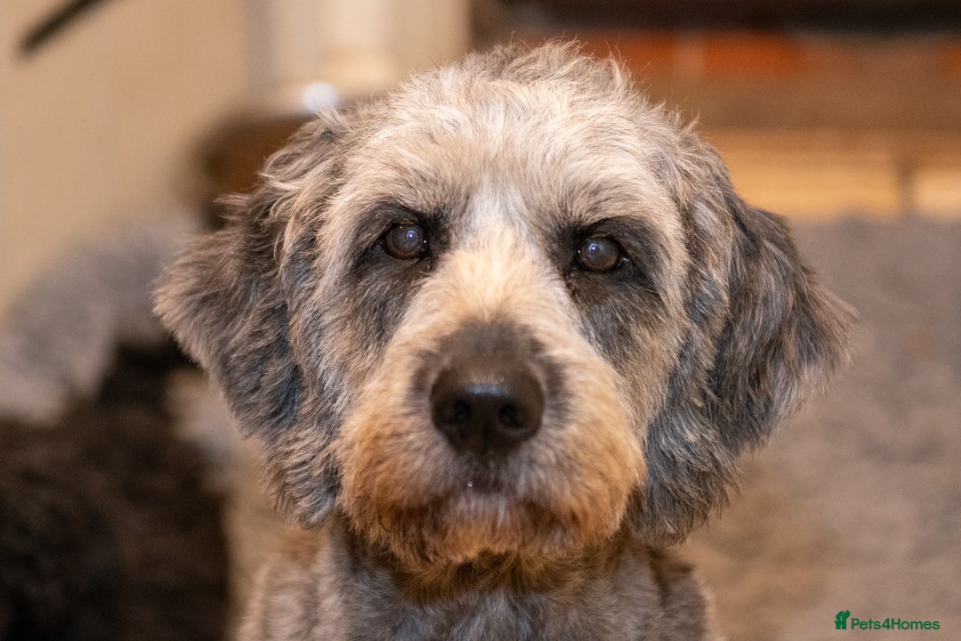 Goldendoodle dogs for sale: 2 year old Standard F1 Goldendoodle  - Image 8