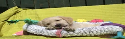 Golden Retriever dogs for sale: READY TO LEAVE Litter of Golden Retriever puppies - Advert 28