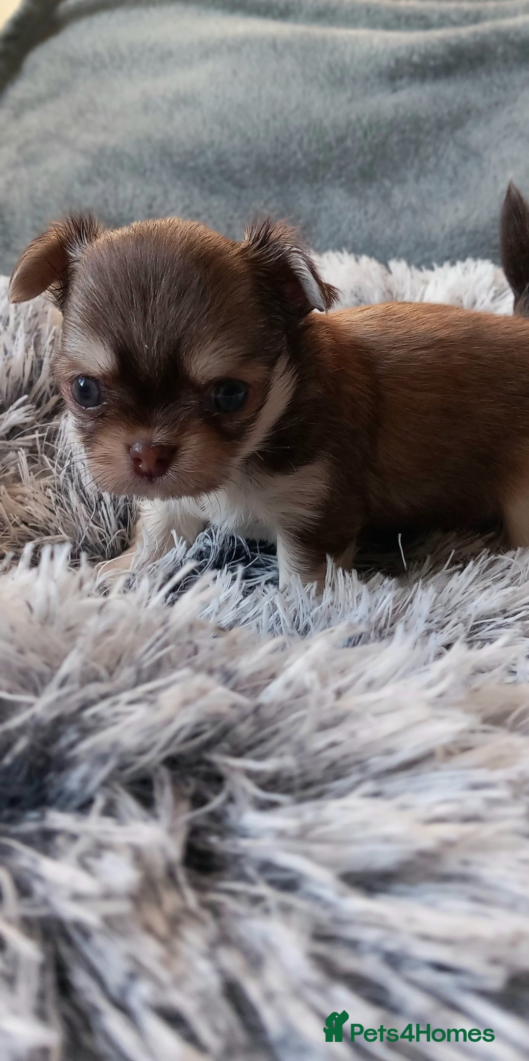 Chihuahua dogs for sale: ❤️‍🔥DNA tested parents❤️‍🔥LC 1Boys KC REG  - Advert 15