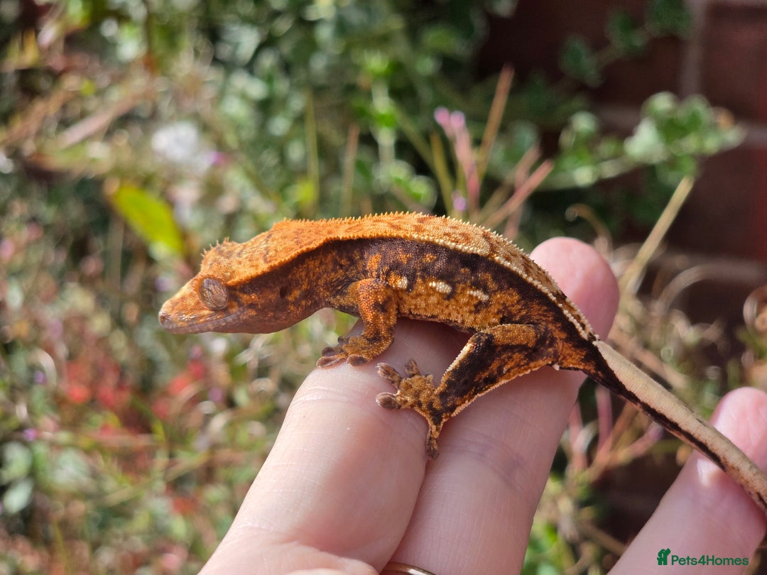 Gecko reptiles for sale: Crested geckos  - Image 9