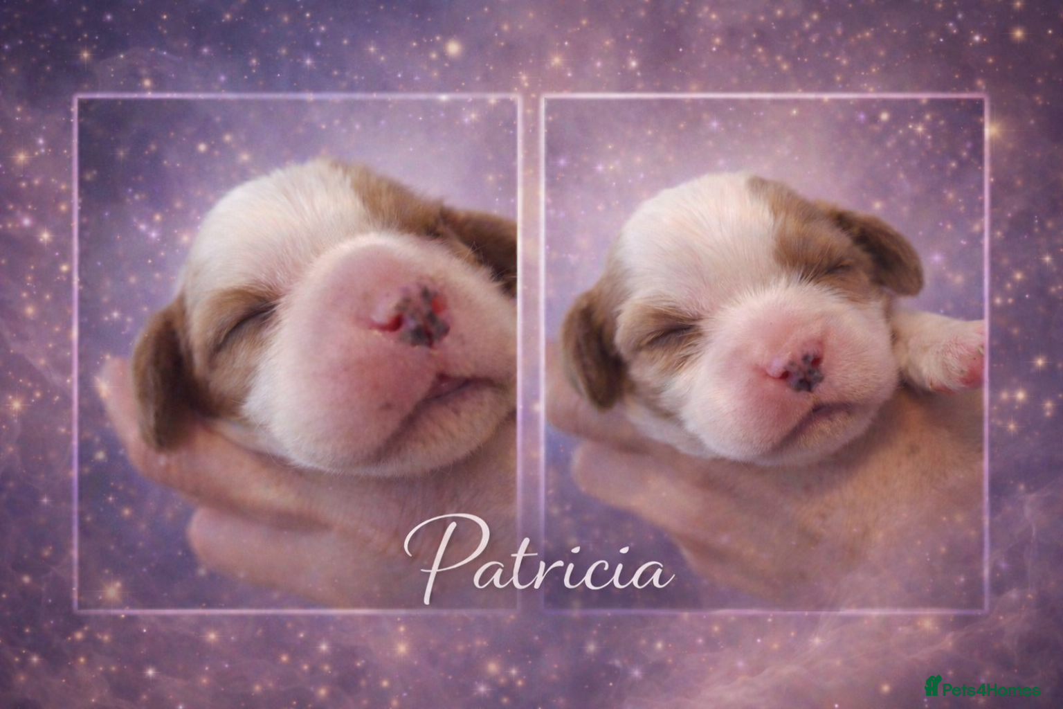 Cavalier King Charles Spaniel dogs KC reg  spaniels health tested parents boys girls - Advert 6