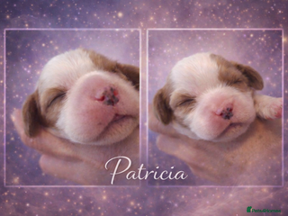 Cavalier King Charles Spaniel dogs KC reg spaniels health tested parents boys girls - Advert 6