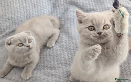 Scottish Fold cats for sale: Scottish fold kittens are looking for family🥰 - Advert 4