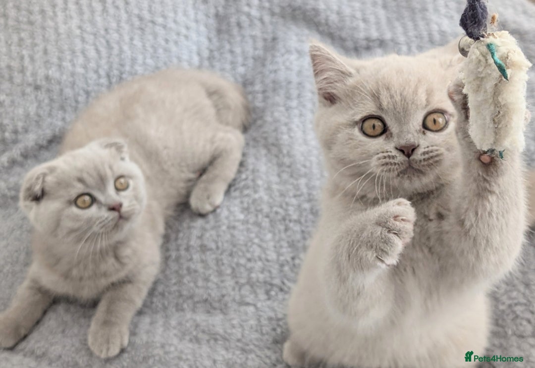 Scottish Fold cats for sale: Scottish fold kittens are looking for family🥰 - Advert 4