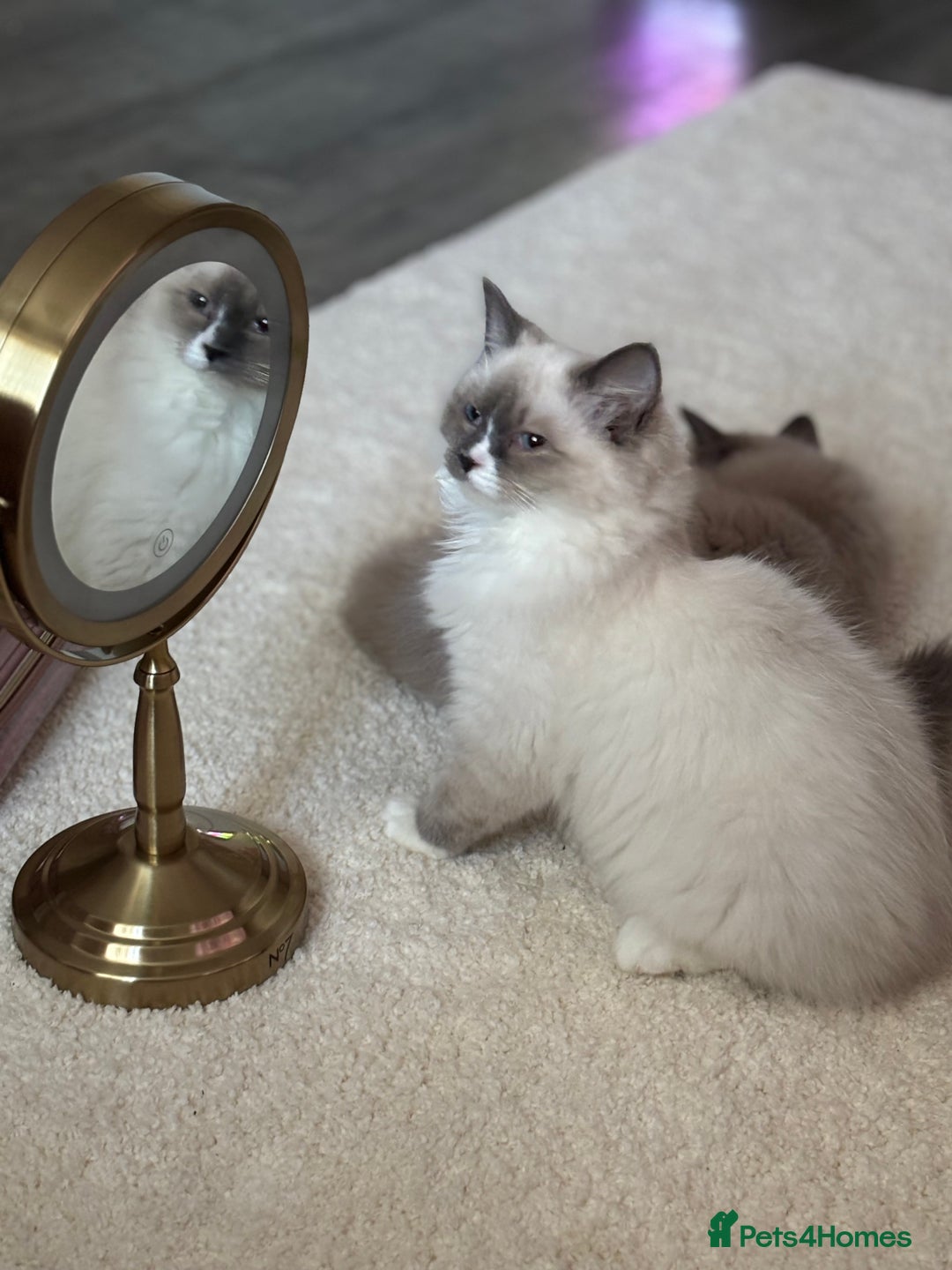 Ragdoll cats for sale: Beautiful blue mitted girl  - Advert 4