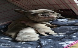 French Bulldog dogs for sale: GOLDEN French Bulldog  - Image 15