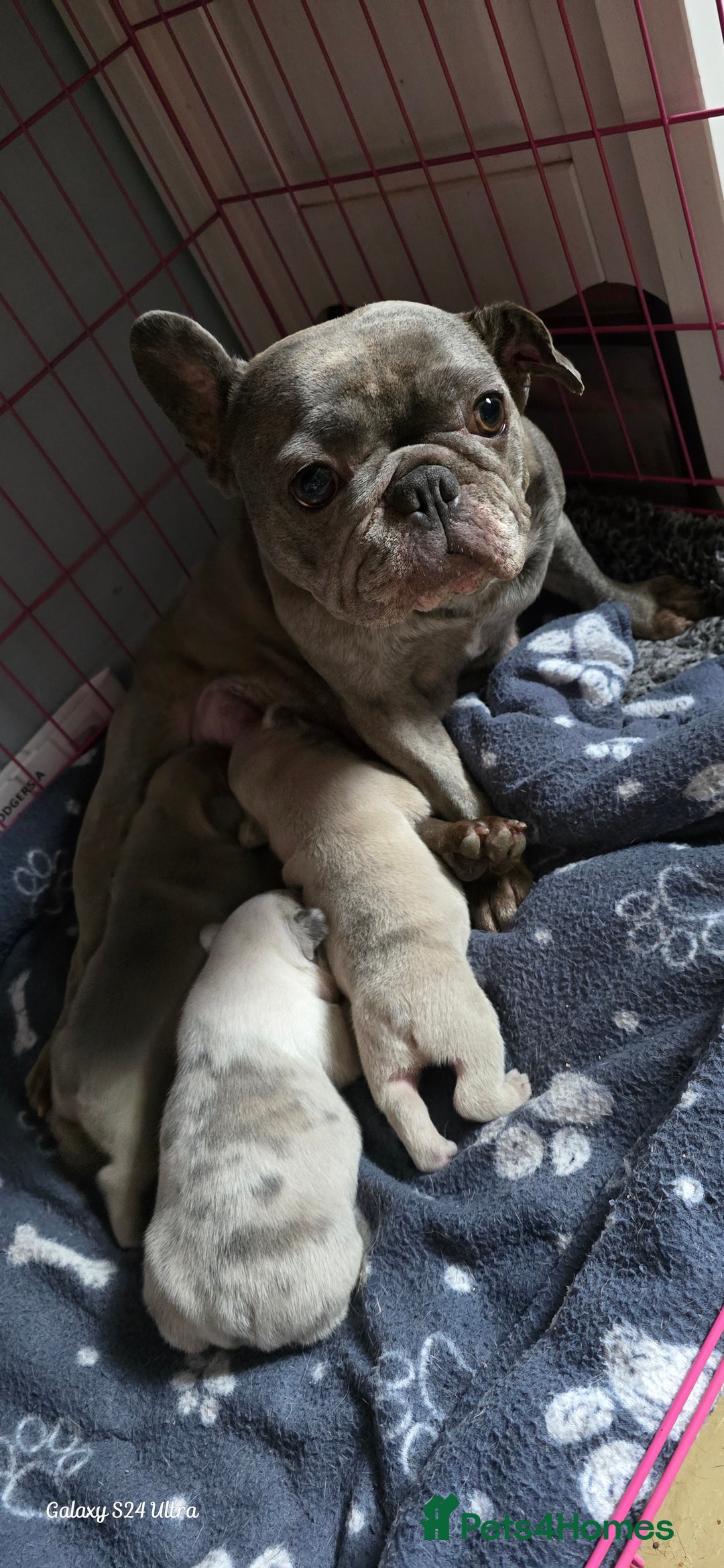 French Bulldog dogs for sale: GOLDEN French Bulldog  - Image 15