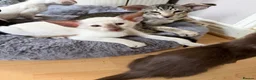 Oriental cats for sale: Last girl available-TICA - Advert 8