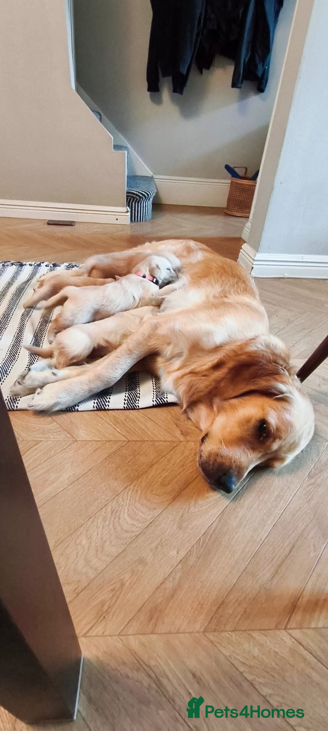 Golden Retriever dogs for sale: Beautiful Golden Retriever Puppies For Sale - Image 12
